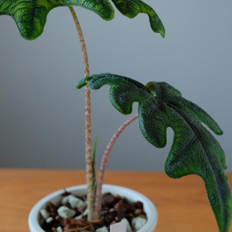 アロカシア ジャックリン - 観葉植物・生花・ドライフラワー通販 アロカシア ジャックリン - 観葉植物・生花・ドライフラワー通販