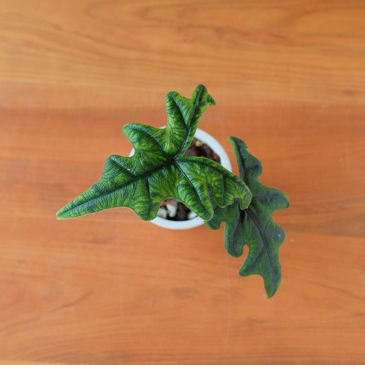 アロカシア ジャックリン - 観葉植物・生花・ドライフラワー通販 アロカシア ジャックリン - 観葉植物・生花・ドライフラワー通販