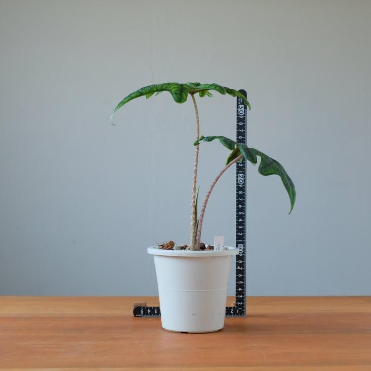 アロカシア ジャックリン - 観葉植物・生花・ドライフラワー通販