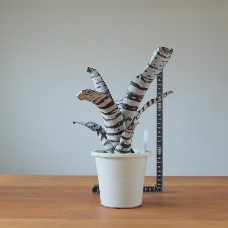 エクメア チャンティニー ブラックエボニー - 観葉植物・生花 エクメア チャンティニー ブラックエボニー - 観葉植物・生花