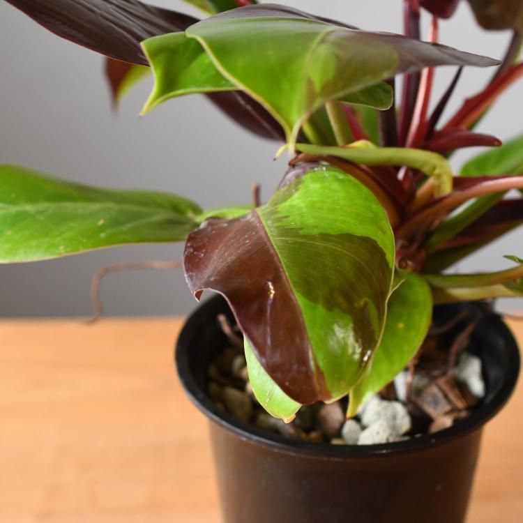 驚きの値段 フィロデンドロン レッドムーン - 観葉植物・生花・ドライ その他観葉植物