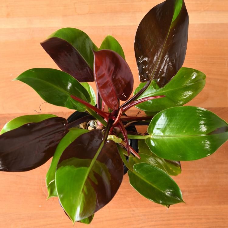 フィロデンドロン レッドムーン - 観葉植物・生花・ドライ