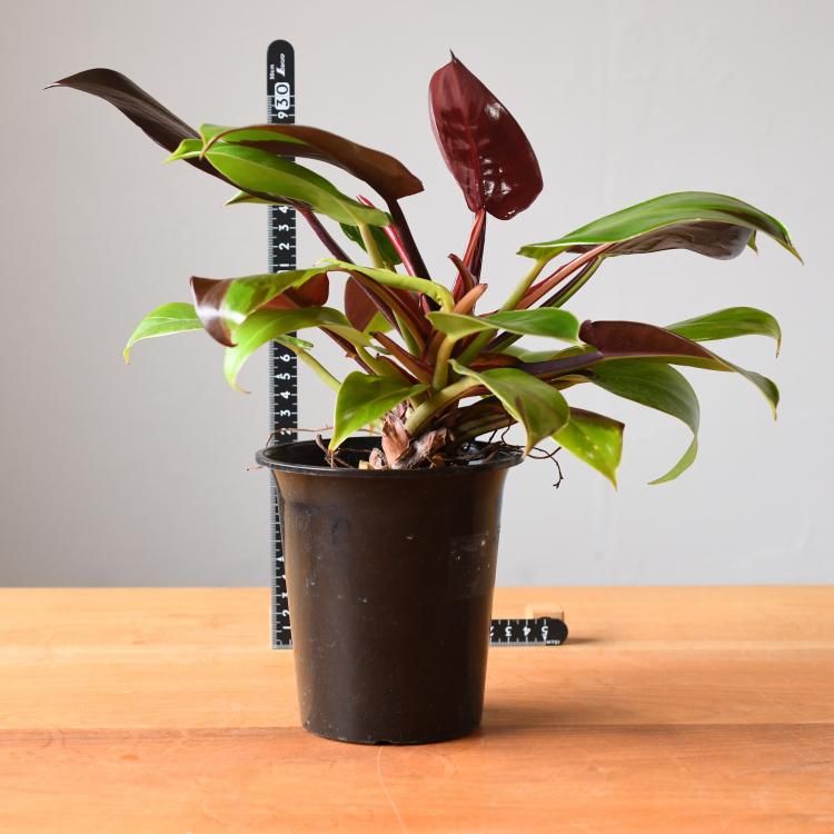 フィロデンドロン レッドムーン - 観葉植物・生花・ドライフラワー通販