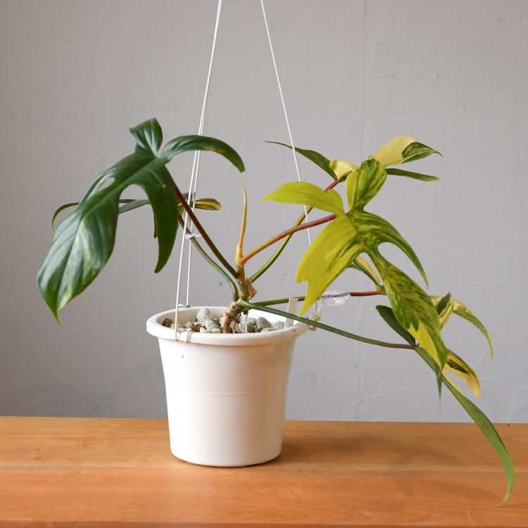 フィロデンドロン フロリダ 斑入り - 観葉植物・生花・ドライ フィロデンドロン フロリダ 斑入り - 観葉植物・生花・ドライ