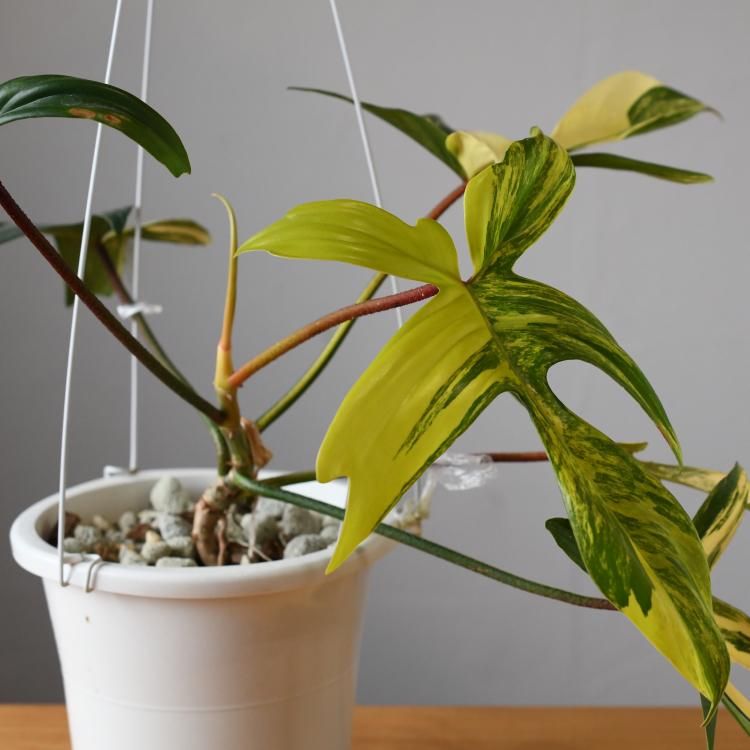 フィロデンドロン フロリダ 斑入り - 観葉植物・生花・ドライフラワー