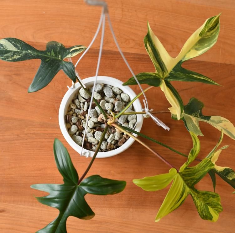 フィロデンドロン フロリダ 斑入り - 観葉植物・生花・ドライ フィロデンドロン フロリダ 斑入り - 観葉植物・生花・ドライ