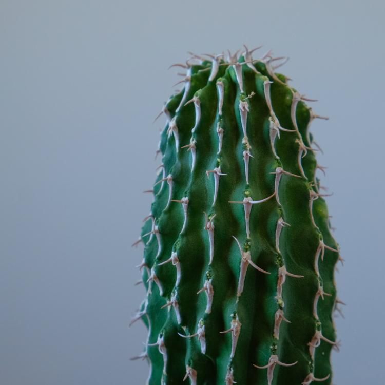 ユーフォルビア コルムナリス - 観葉植物・生花・ドライフラワー