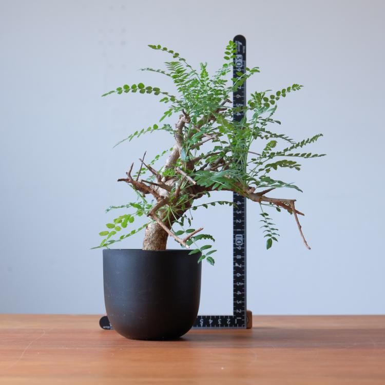 【スーパーセール】 ボスウェリア ネグレクタ 観葉植物・生花・ドライフラワー通販 - 塊根植物・コーデックス