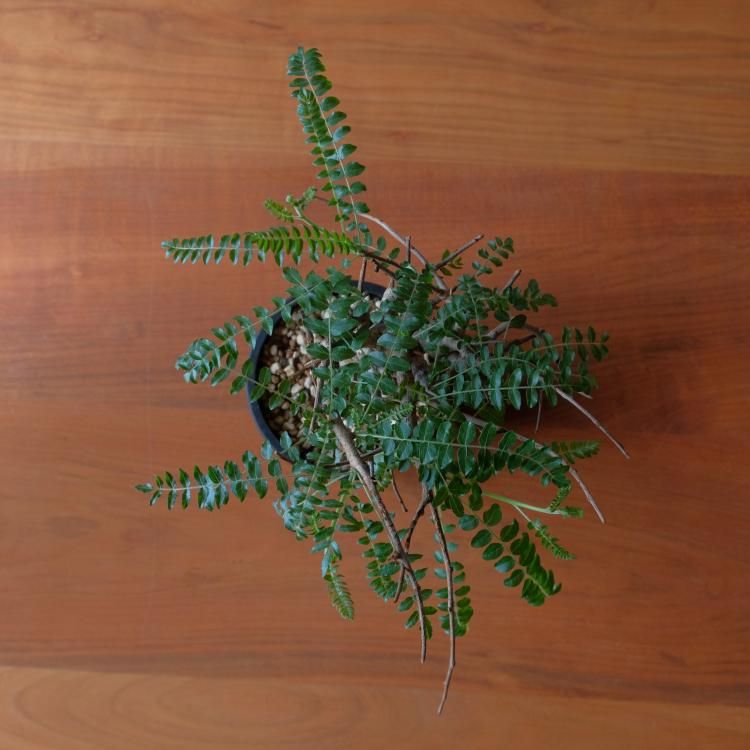 ボスウェリア ネグレクタ 2 - 観葉植物・生花・ドライフラワー