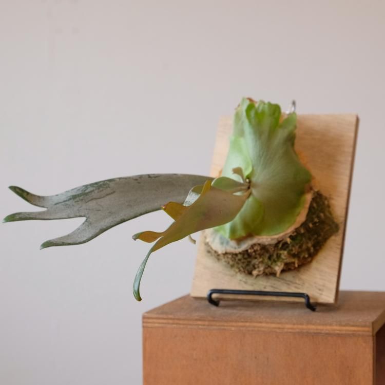 ビカクシダ ウィリンキー BC#A - 観葉植物・生花・ドライ ビカクシダ ウィリンキー BC#A - 観葉植物・生花・ドライ