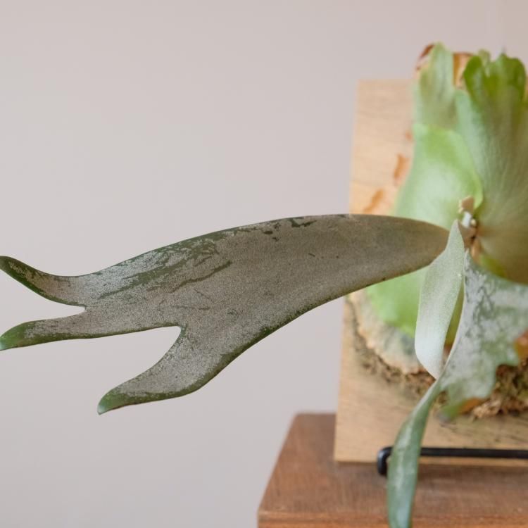 ビカクシダ ウィリンキー BC#A - 観葉植物・生花・ドライ ビカクシダ ウィリンキー BC#A - 観葉植物・生花・ドライ