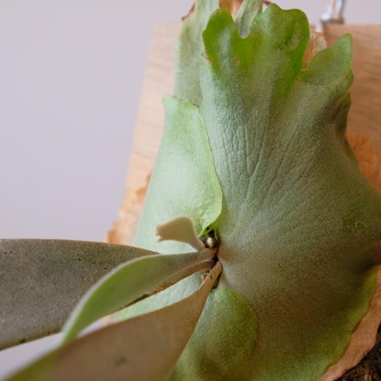 ビカクシダ ウィリンキー BC#A - 観葉植物・生花・ドライ ビカクシダ ウィリンキー BC#A - 観葉植物・生花・ドライ