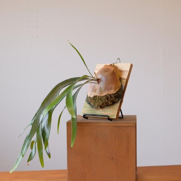 ビカクシダ マウントルイス #BV - 観葉植物・生花・ドライ ビカクシダ マウントルイス #BV - 観葉植物・生花・ドライ