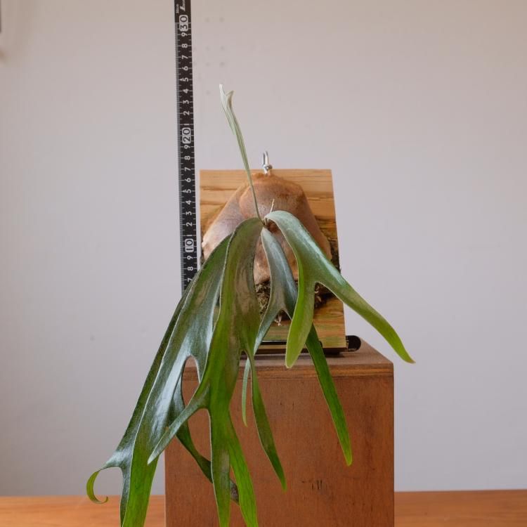 ビカクシダ マウントルイス #BV - 観葉植物・生花・ドライ ビカクシダ マウントルイス #BV - 観葉植物・生花・ドライ