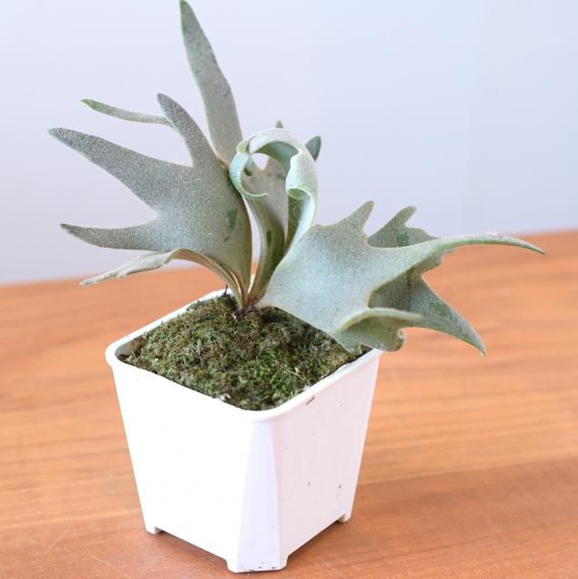 ビカクシダ（コウモリラン） - 観葉植物・生花・ドライフラワー通販