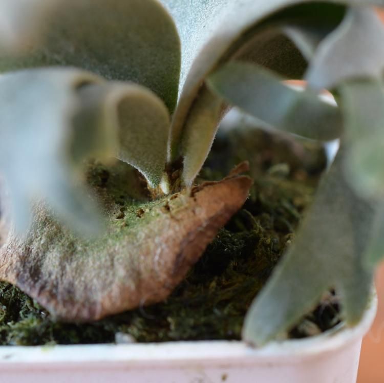 ビカクシダウィリンキーSpore子株 P.willinckii'HK'spore 今年しっかりと作り込みたい株🌿分岐も