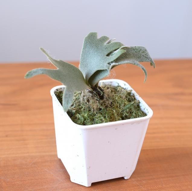 ビカクシダ(コウモリラン) - 観葉植物・生花・ドライフラワー ビカクシダ(コウモリラン) - 観葉植物・生花・ドライフラワー