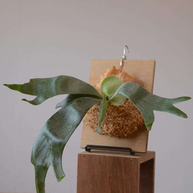 ビカクシダ(コウモリラン) - 観葉植物・生花・ドライフラワー ビカクシダ(コウモリラン) - 観葉植物・生花・ドライフラワー