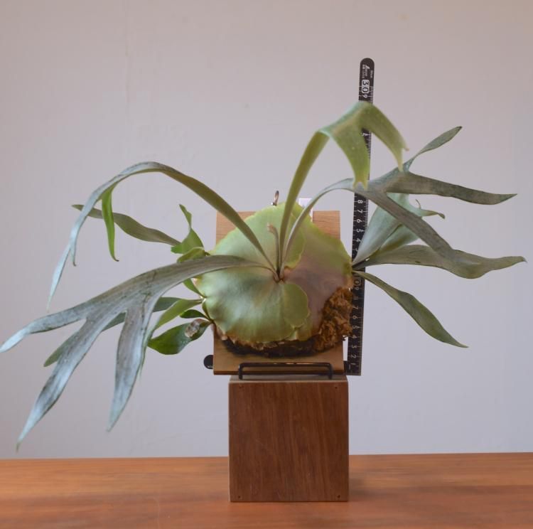 ✨縁起物の仮面付けビフルカツム✨ ビカクシダ ビフルカツム 板付 【観葉植物 室内 コウモリラン