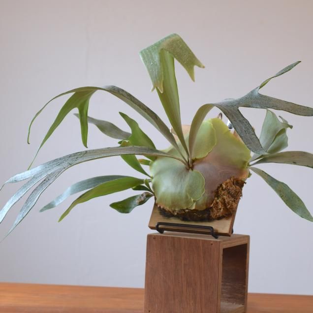 ビカクシダ（コウモリラン） - 観葉植物・生花・ドライフラワー