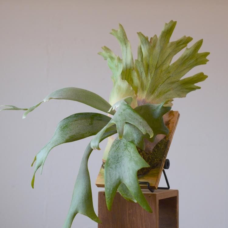 ウィリンキー ホワイトラブ - 観葉植物・生花・ドライフラワー ウィリンキー ホワイトラブ - 観葉植物・生花・ドライフラワー