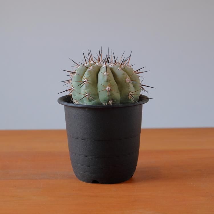 芸能人愛用 コピアポア 黒王丸 - 観葉植物・生花・ドライフラワー通販 SULK オーナメント・オブジェ