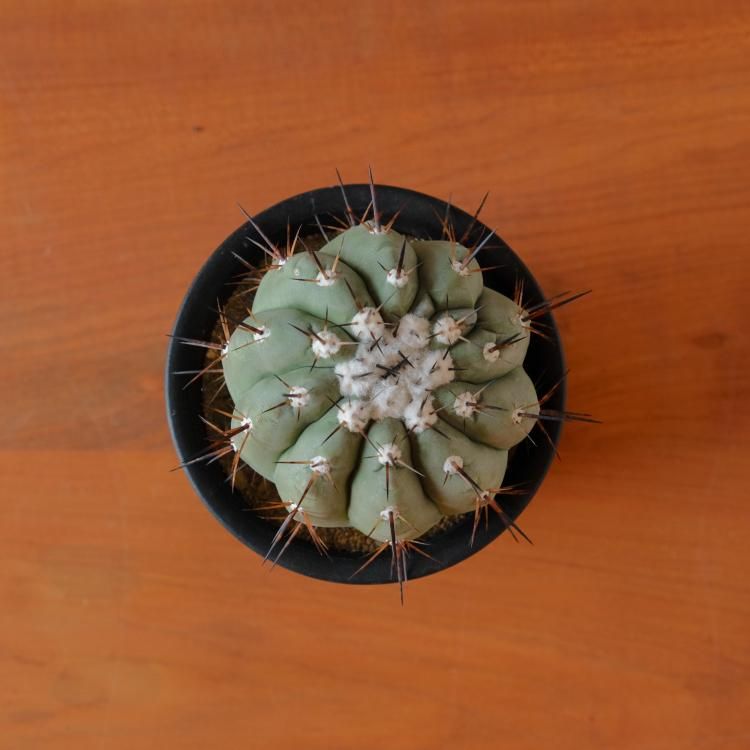 サボテン科 コピアポア属黒王丸Copiapoa cinerea Copiapoa
