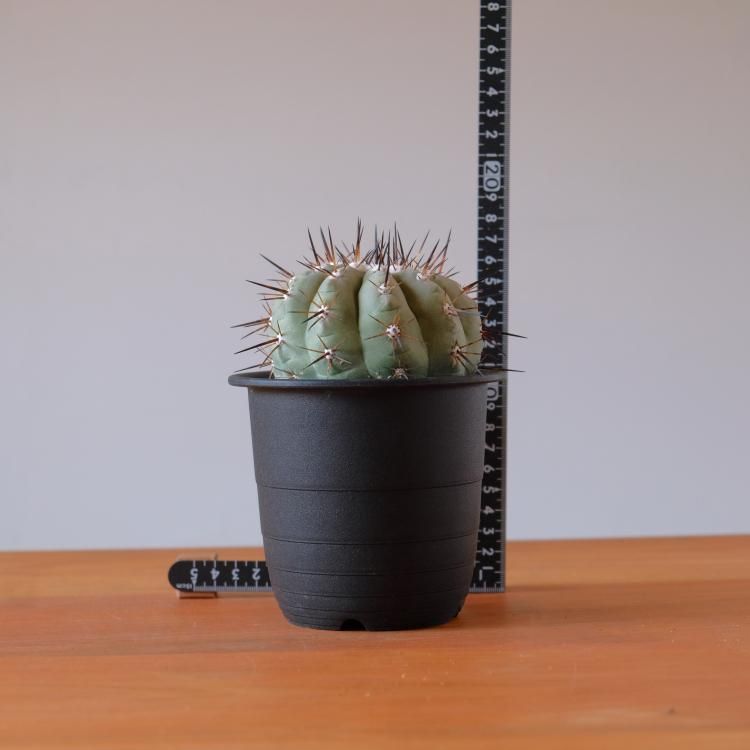 Amazon.co.jp: 【種子】Copiapoa Cinerea ◇コピアポア