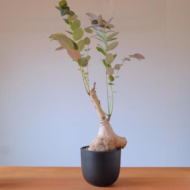 コーデックス（塊根植物） - 観葉植物・生花・ドライフラワー