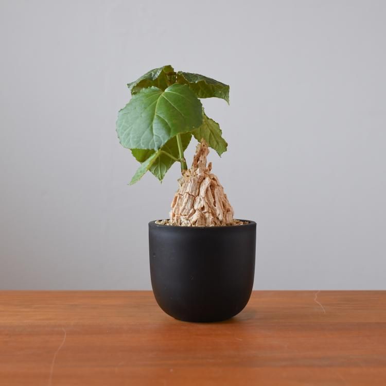 マテレア シクロフィラ - 観葉植物・生花・ドライフラワー通販