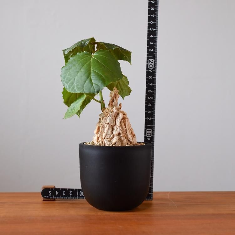 182961621_o3.jpg? 182961621_o3.jpg?