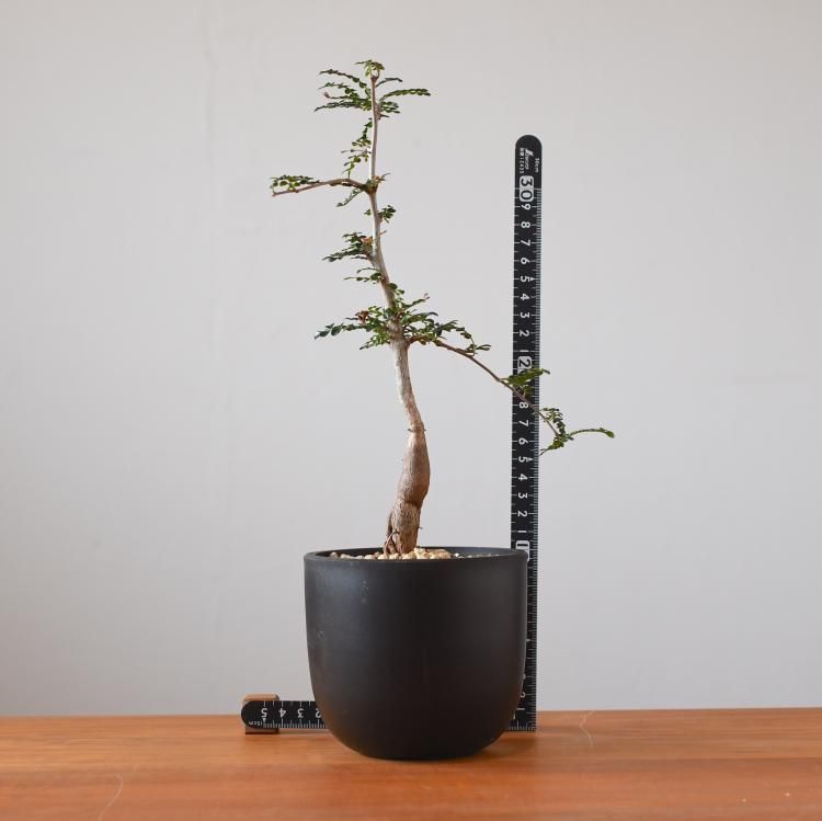 オペルクリカリア デカリー 実生 - 観葉植物・生花・ドライ オペルクリカリア デカリー 実生 - 観葉植物・生花・ドライ