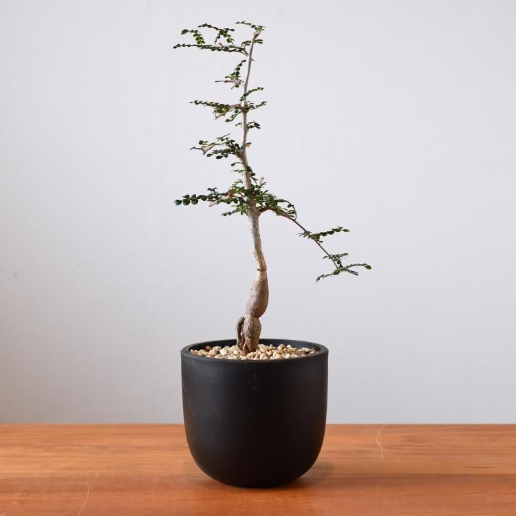 オペルクリカリア デカリー 実生 - 観葉植物・生花・ドライ