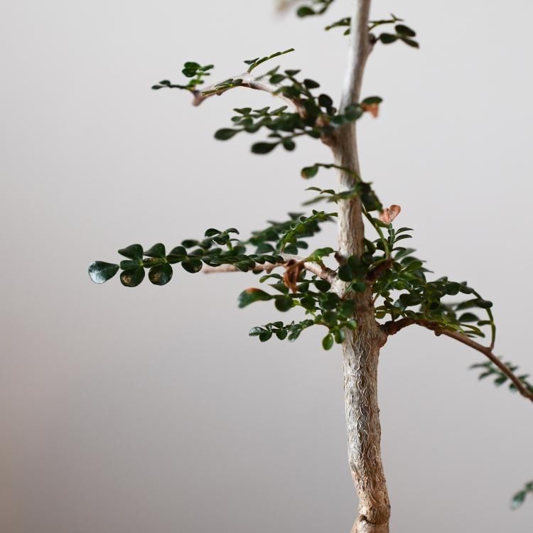 オペルクリカリア デカリー 実生 - 観葉植物・生花・ドライ オペルクリカリア デカリー 実生 - 観葉植物・生花・ドライ