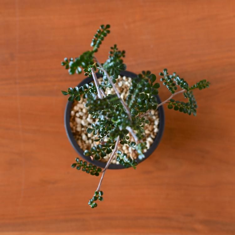 オペルクリカリア デカリー 実生 - 観葉植物・生花・ドライ オペルクリカリア デカリー 実生 - 観葉植物・生花・ドライ