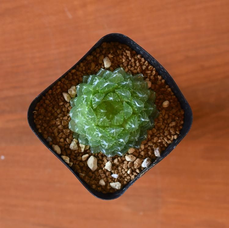ハオルチア エメラルドLED錦 親株サイズ① | mocono_plants_shop
