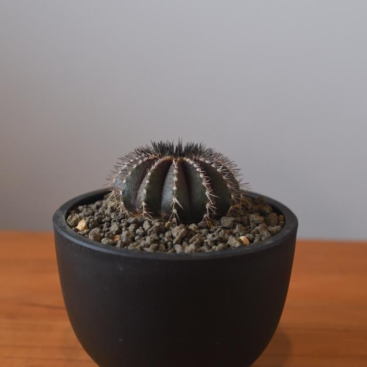 ユーベルマニア ペクチニフェラ - 観葉植物・生花・ドライフラワー通販