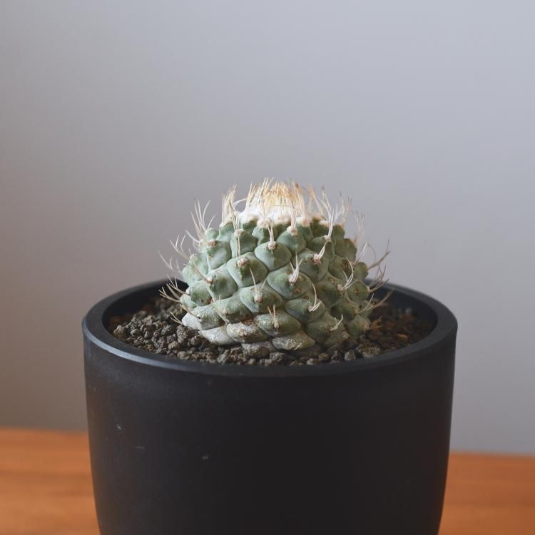 strombocactus disciformis ストロンボカクタス白刺菊水 beea00ac71ebbe3139efdfd85afde4
