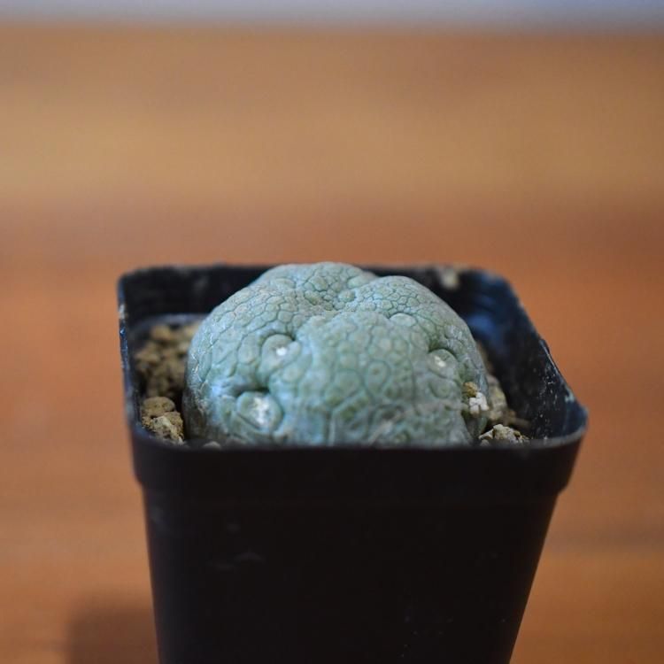 プセウドリトス ミギウルティヌス - 観葉植物・生花・ドライ