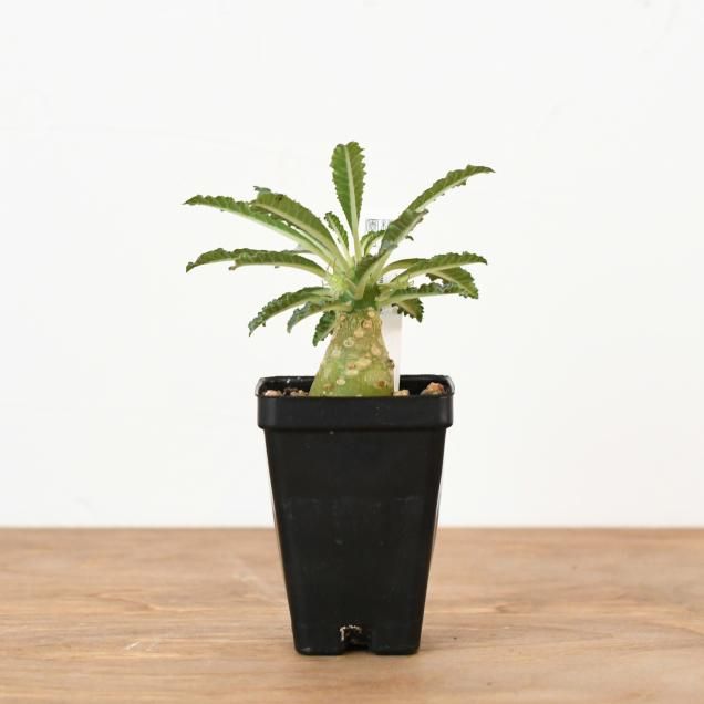 コーデックス（塊根植物） - 観葉植物・生花・ドライフラワー通販 SULK