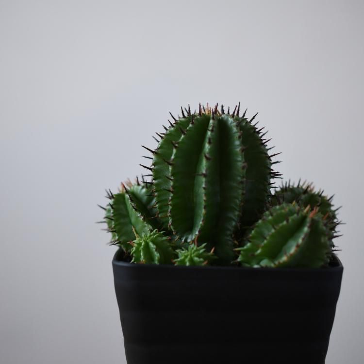 ユーフォルビア ポリゴナ ユーフォルビア ポリゴナ - 観葉植物・生花・ドライフラワー通販 SULK