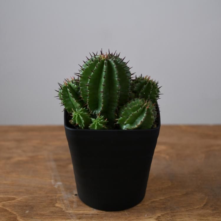 ユーフォルビア ポリゴナ ユーフォルビア ポリゴナ - 観葉植物・生花・ドライフラワー通販 SULK