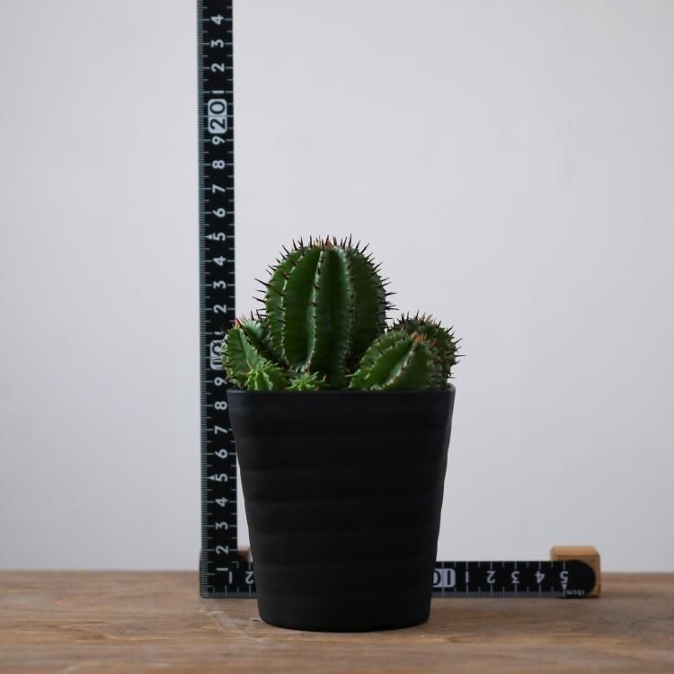 ユーフォルビア ポリゴナ - 観葉植物・生花・ドライフラワー通販