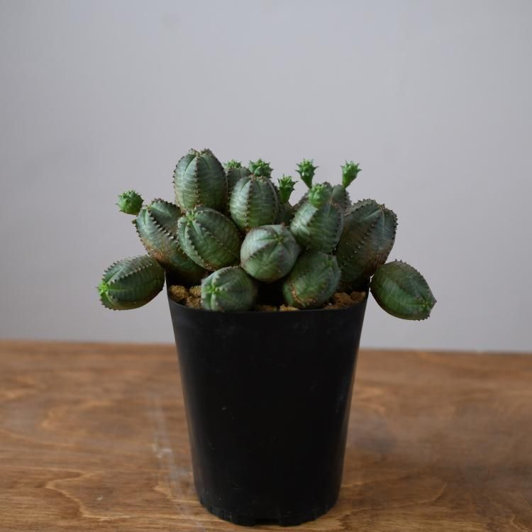 ユーフォルビア オベサブロウ - 観葉植物・生花・ドライフラワー通販