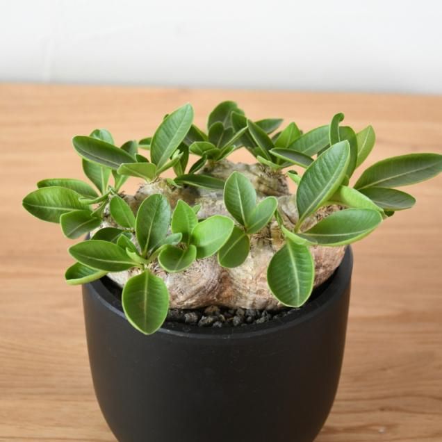 コーデックス（塊根植物） - 観葉植物・生花・ドライフラワー通販 SULK