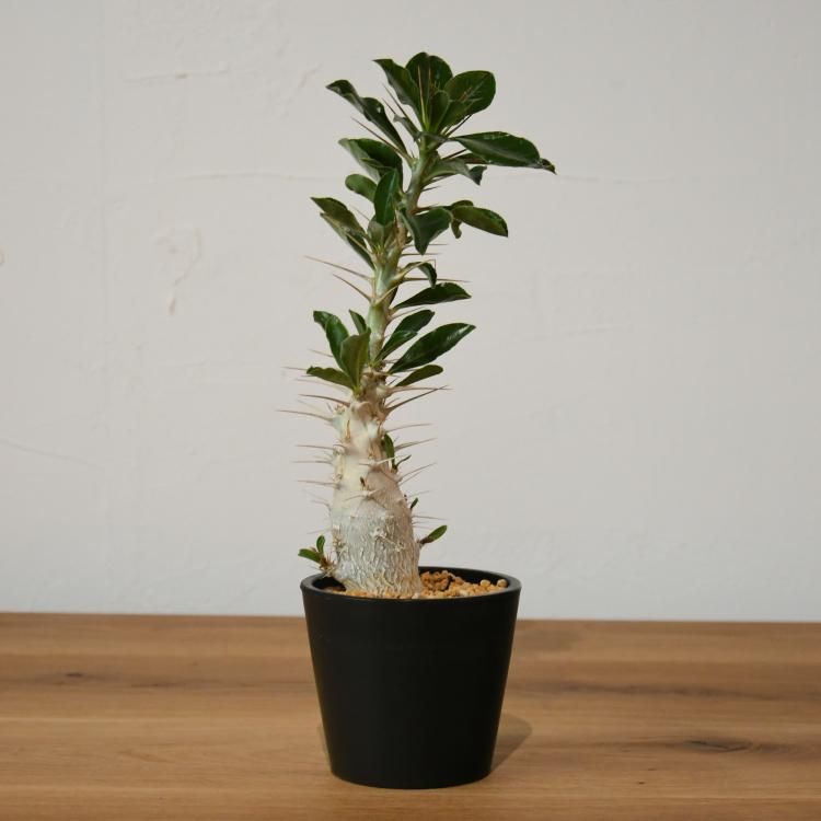 パキポディウム　サンデルシー パキポディウム サンデルシー - 観葉植物・生花・ドライフラワー通販