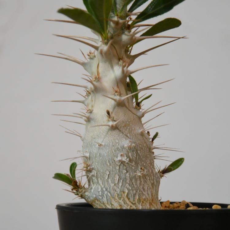 パキポディウム サンデルシー - 観葉植物・生花・ドライフラワー通販