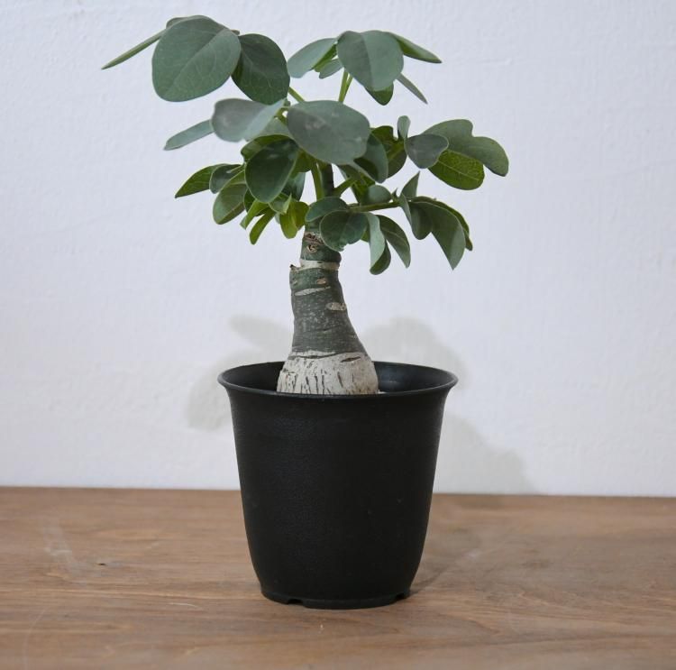 アデニア　グラウカ アデニア グラウカ - 観葉植物・生花・ドライフラワー通販 SULK GREEN