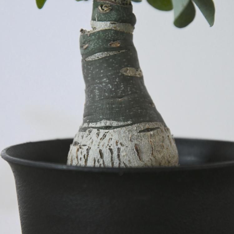 アデニア グラウカ - 観葉植物・生花・ドライフラワー通販 SULK GREEN