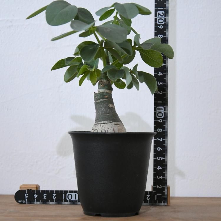 アデニア グラウカ - 観葉植物・生花・ドライフラワー通販 SULK GREEN